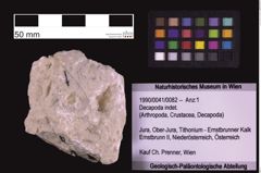 Foto (Objekt + Etiketten) von Decapoda indet. (NHMW-GEO-1990-0041-0082)